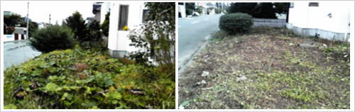 札幌市庭木現場1