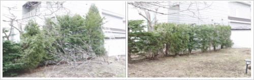 札幌市庭木現場2
