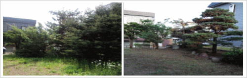 札幌市庭木現場3